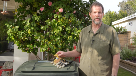 mayor throwing away organic debris. 